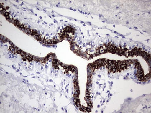 ENKUR Antibody (clone OTI6C10, Carrier-free)