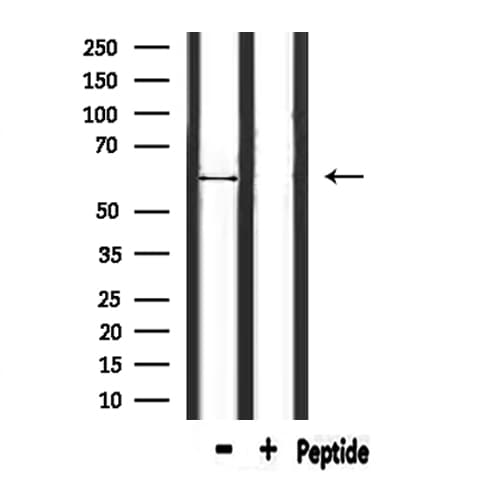 ATL1 Antibody