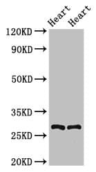 MYF5 / MYF 5 Antibody