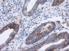ANAPC2 / APC2 Antibody (clone OTI1A6, Carrier-free)