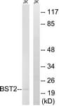 BST2 Antibody (aa81-130)