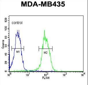 Polyclonal Rabbit anti-Human KDR / VEGFR2 / FLK1 Antibody (Tyr1175, WB)