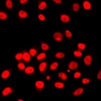 HIST3H3 Antibody
