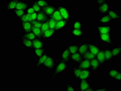 NDN / Necdin Antibody