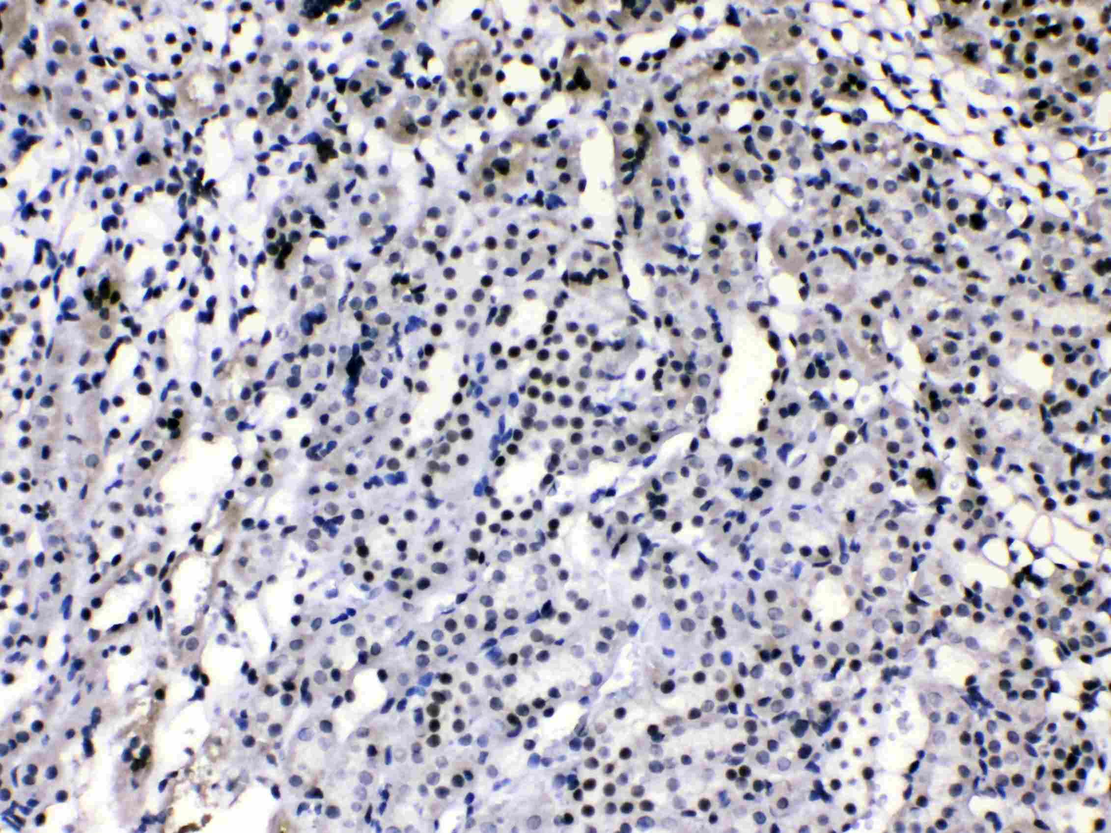 HNRPA1 / HnRNP A1 Antibody