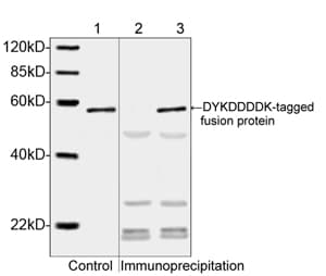 DYKDDDDK Tag Antibody (clone 5A8E5)