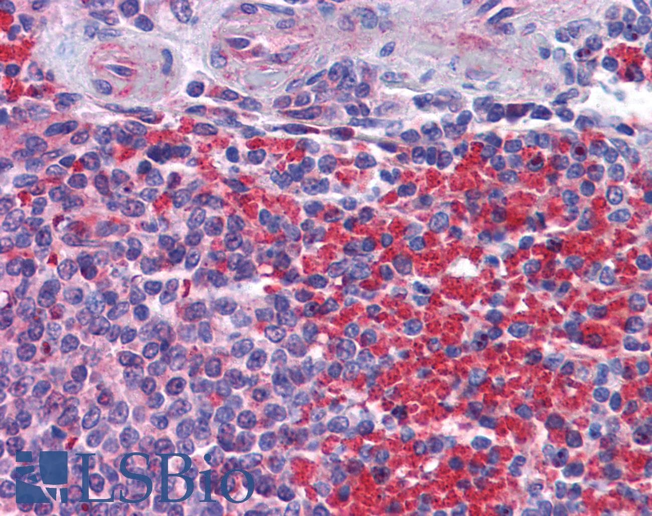 IHC-plus™ NLRC5 / NOD4 Antibody