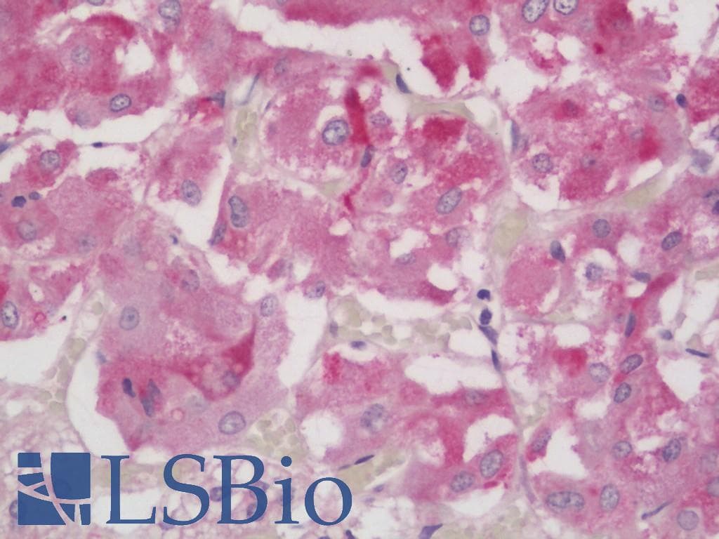 IHC-plus™ FOXL2 Antibody (aa364-376)