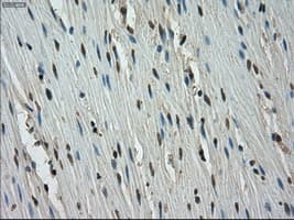 Monoclonal Mouse anti-Human STK39 / SPAK Antibody (clone OTI2E10, IHC, WB)