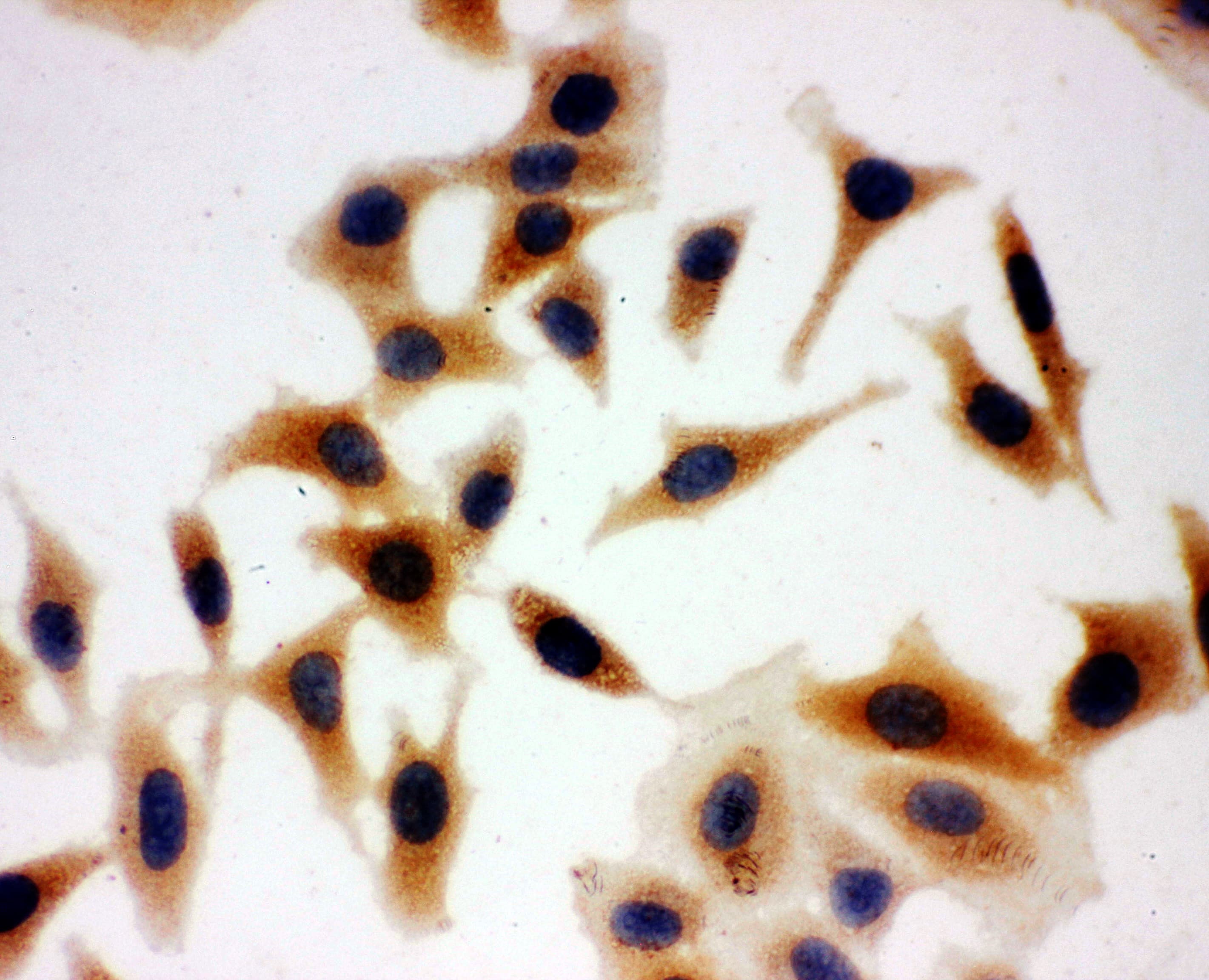 Polyclonal Rabbit anti-Human AQP3 / Aquaporin 3 Antibody (aa278-292, IHC, WB)