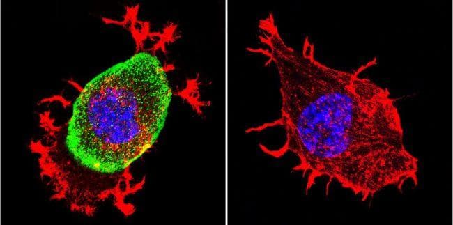 Goat Anti-Mouse IgG Secondary Antibody (DY488)