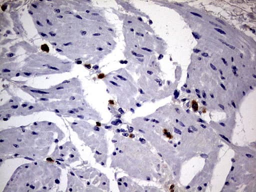 Monoclonal Mouse anti-Human CD63 Antibody (clone OTI1E3, IHC, WB)