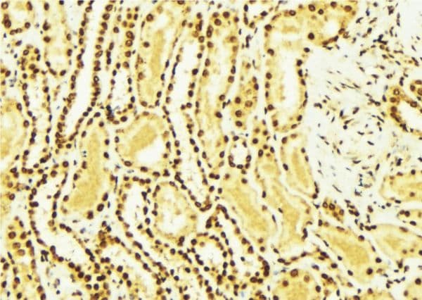 ERBB4 / HER4 Antibody