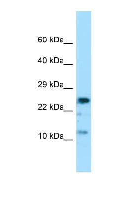 COX7A2 Antibody (aa51-100)