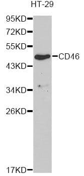 CD46 Antibody