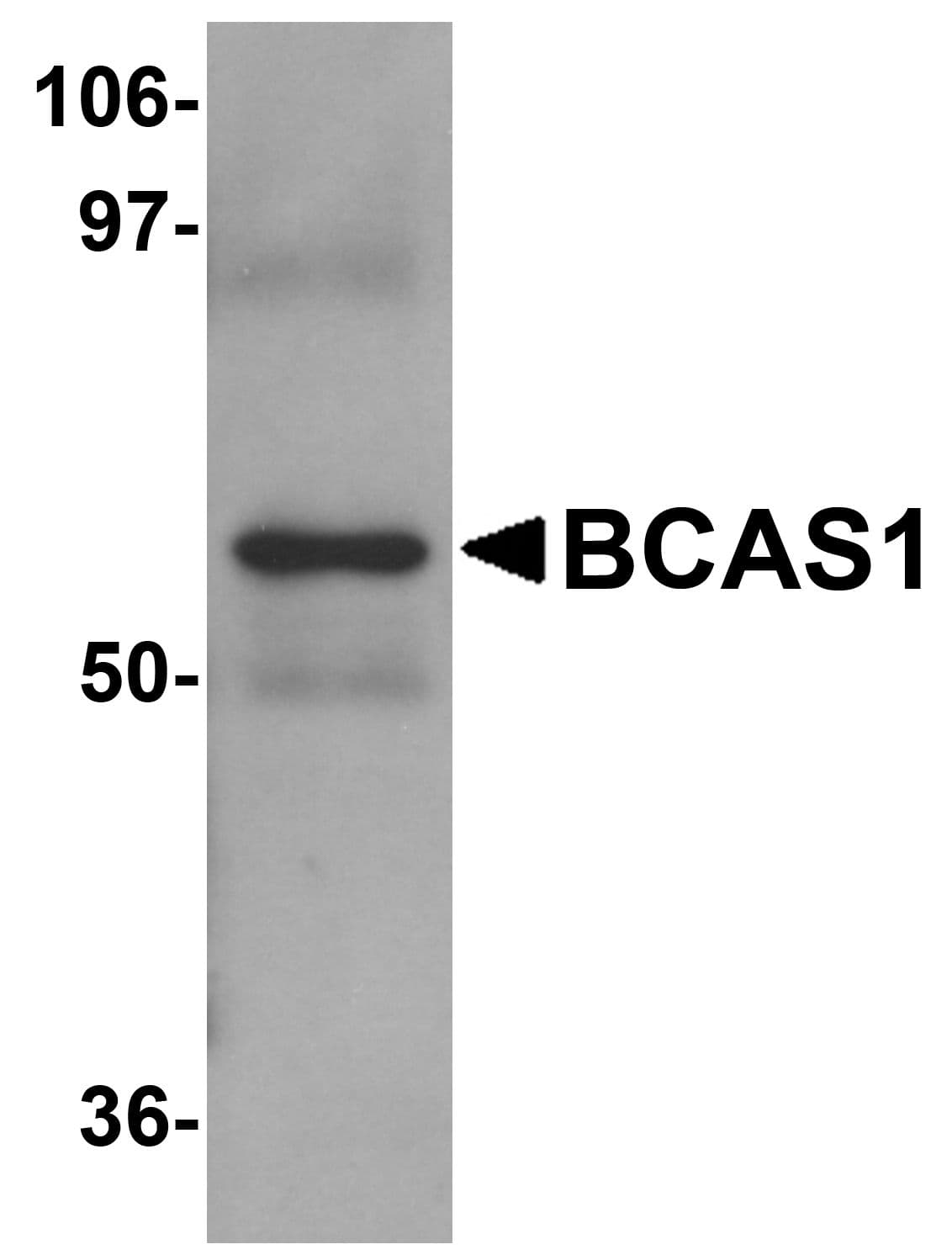 IHC-plus™ BCAS1 / NABC1 Antibody
