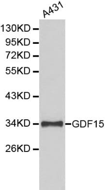 GDF15 Antibody