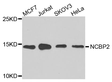 NCBP2 / CBP20 Antibody