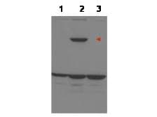 PPP1R13B Antibody