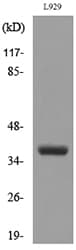 CD300LG Antibody