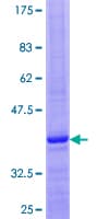 Human GNRH2 Protein (Recombinant GST)