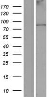 ANKFN1 Protein (Over-Expression Lysate Myc-DDK (Flag))