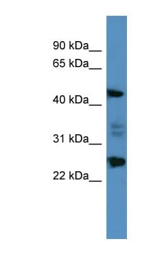 OSGIN2 Antibody (C-Terminus)