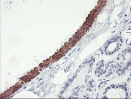 APMAP / C20orf3 Antibody (clone OTI3B3, Carrier-free)
