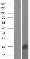 RPS27 / Ribosomal Protein S27 (Over-Expression Lysate Myc-DDK (Flag))