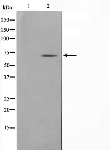 GAD1 / GAD67 Antibody