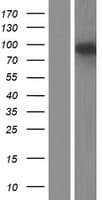 Human MYZAP Protein (Over-Expression Lysate Myc-DDK (Flag))