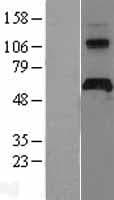 APCDD1 Protein (Over-Expression Lysate Myc-DDK (Flag))