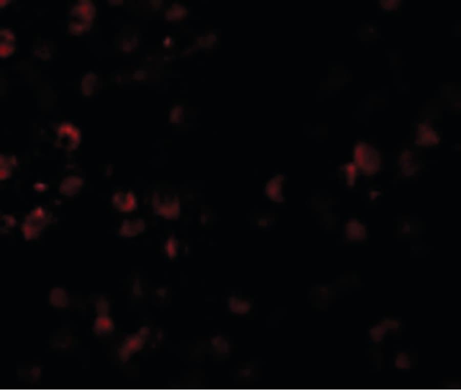 SCUBE1 Antibody