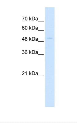 NKD1 Antibody (aa65-114)
