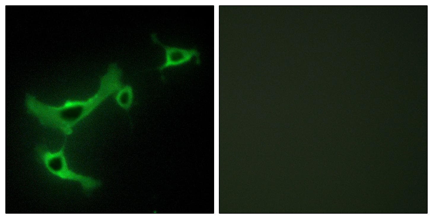 TRIM3 Antibody
