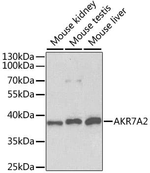 AKR7A2 / AFAR Antibody