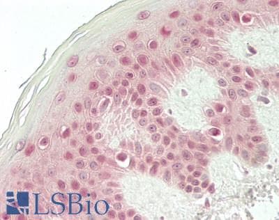 IHC-plus™ GADD45A / GADD45 Antibody