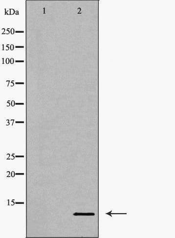 CCL4 / MIP-1 Beta Antibody (aa42-68)