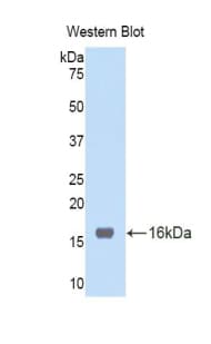 TNFRSF19L / RELT Antibody (aa41-161)