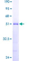 Human DYDC2 Protein (Recombinant GST)