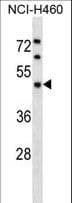 KPTN / Kaptin Antibody (aa245-273)