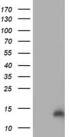 CHCHD5 Antibody (clone OTI4F3)