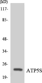 ATP5S Antibody (aa14-63)