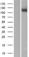 MAN2C1 Protein (Over-Expression Lysate Myc-DDK (Flag))