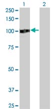 ZHX2 / RAF Antibody (clone 5E2)