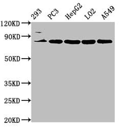 NLN / Neurolysin Antibody