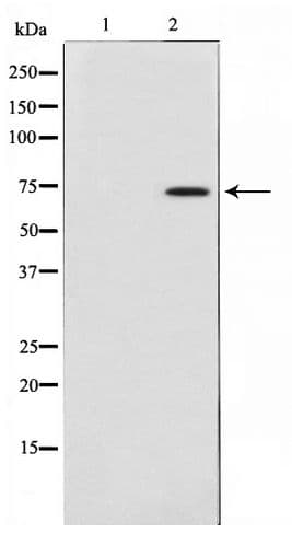 Polyclonal Rabbit anti-Human MAP3K3 / MEKK3 Antibody (WB)