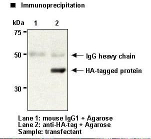Hemagglutinin / HA Tag Antibody (clone 5D8)