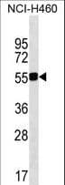 Polyclonal Rabbit anti-Human QRSL1 / GatA Antibody (aa129-156, WB)