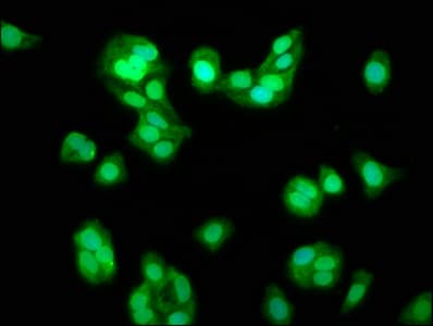 Polyclonal Rabbit anti-Human TRIM8 / GERP Antibody (IF)